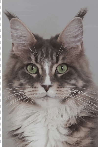 Photo d'un chat avant et après des retouches Photoshop - apprendre le détourage